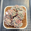 Echeveria 'Flink' Crested 2" Succulent Plant Cutting