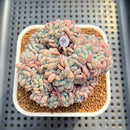 Echeveria 'Flink' Crested 2" Succulent Plant Cutting