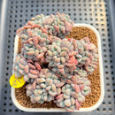 Echeveria 'Flink' Crested 2" Succulent Plant Cutting