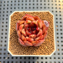 Echeveria 'Nike' 2" Succulent Plant Cutting
