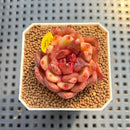 Echeveria 'Nike' 2" Succulent Plant Cutting