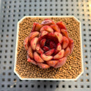 Echeveria 'Nike' 2" Succulent Plant Cutting