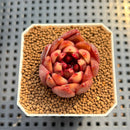 Echeveria 'Nike' 2" Succulent Plant Cutting