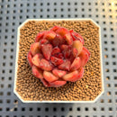 Echeveria 'Nike' 2" Succulent Plant Cutting