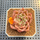 Echeveria 'Masera' 2" Succulent Plant Cutting