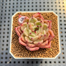 Echeveria 'Masera' 2" Succulent Plant Cutting