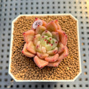 Echeveria 'Masera' 2" Succulent Plant Cutting