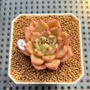 Echeveria 'Masera' 2" Succulent Plant Cutting