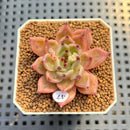 Echeveria 'Masera' 2" Succulent Plant Cutting