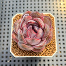 Echeveria 'Odette' 2" Succulent Plant Cutting