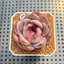 Echeveria 'Odette' 2" Succulent Plant Cutting