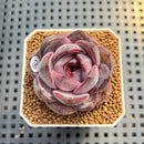 Echeveria 'Odette' 2" Succulent Plant Cutting