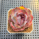 Echeveria 'Odette' 2" Succulent Plant Cutting
