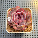 Echeveria 'Odette' 2" Succulent Plant Cutting