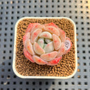Echeveria 'Heart Emotion' 1"-2" Succulent Plant Cutting