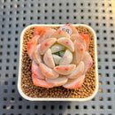 Echeveria 'Heart Emotion' 1"-2" Succulent Plant Cutting
