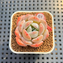 Echeveria 'Heart Emotion' 1"-2" Succulent Plant Cutting