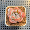 Echeveria 'Heart Emotion' 1"-2" Succulent Plant Cutting
