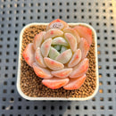 Echeveria 'Heart Emotion' 1"-2" Succulent Plant Cutting