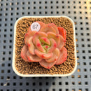 Echeveria 'Mongsili' 1" Succulent Plant Cutting