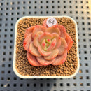 Echeveria 'Mongsili' 1" Succulent Plant Cutting