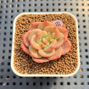 Echeveria 'Mongsili' 1" Succulent Plant Cutting