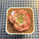 Echeveria 'Mongsili' 1" Succulent Plant Cutting