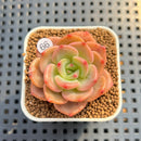 Echeveria 'Mongsili' 1" Succulent Plant Cutting