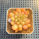 Pachyphytum 'Yeonji' 2" Succulent Plant