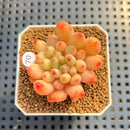 Pachyphytum 'Yeonji' 2" Succulent Plant