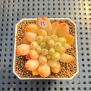 Pachyphytum 'Yeonji' 2" Succulent Plant