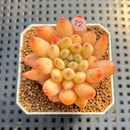 Pachyphytum 'Yeonji' 2" Succulent Plant