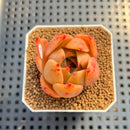 Echeveria 'Jade Star' 1"-2" Succulent Plant Cutting