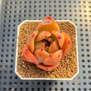 Echeveria 'Jade Star' 1"-2" Succulent Plant Cutting