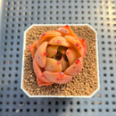 Echeveria 'Jade Star' 1"-2" Succulent Plant Cutting
