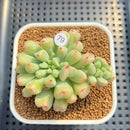 Echeveria 'Heart Ball' 3" Succulent Plant Cutting