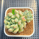 Echeveria 'Heart Ball' 3" Succulent Plant Cutting