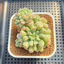 Echeveria 'Heart Ball' 3" Succulent Plant Cutting