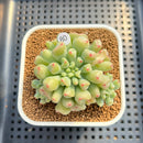 Echeveria 'Heart Ball' 3" Succulent Plant Cutting