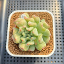 Echeveria 'Heart Ball' 3" Succulent Plant Cutting