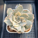 Echeveria Lilacina Variegated 3" Succulent Plant Cutting