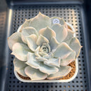 Echeveria Lilacina Variegated 3" Succulent Plant Cutting
