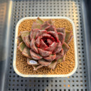 Echeveria Hybrid sp. 2" Hand-Selected Clone (Brotherly Farm Hybrid) Succulent Plant Cutting