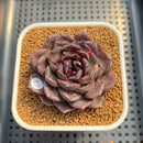 Echeveria Hybrid sp. 2" Hand-Selected Clone (Brotherly Farm Hybrid) Succulent Plant Cutting