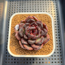 Echeveria Hybrid sp. 2" Hand-Selected Clone (Brotherly Farm Hybrid) Succulent Plant Cutting