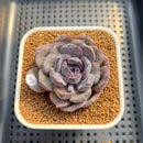 Echeveria Hybrid sp. 2" Hand-Selected Clone (Brotherly Farm Hybrid) Succulent Plant Cutting