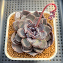 Echeveria Hybrid sp. 2" Hand-Selected Clone (Brotherly Farm Hybrid) Succulent Plant Cutting