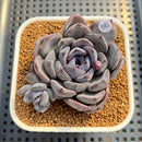 Echeveria Hybrid sp. 2" Hand-Selected Clone (Brotherly Farm Hybrid) Succulent Plant Cutting