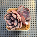 Echeveria Hybrid sp. 2" Hand-Selected Clone (Brotherly Farm Hybrid) Succulent Plant Cutting