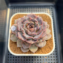 Echeveria Hybrid sp. 2" Hand-Selected Clone (Brotherly Farm Hybrid) Succulent Plant Cutting
